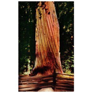Vintage Postcard Washington Tree Sequoia National Park California